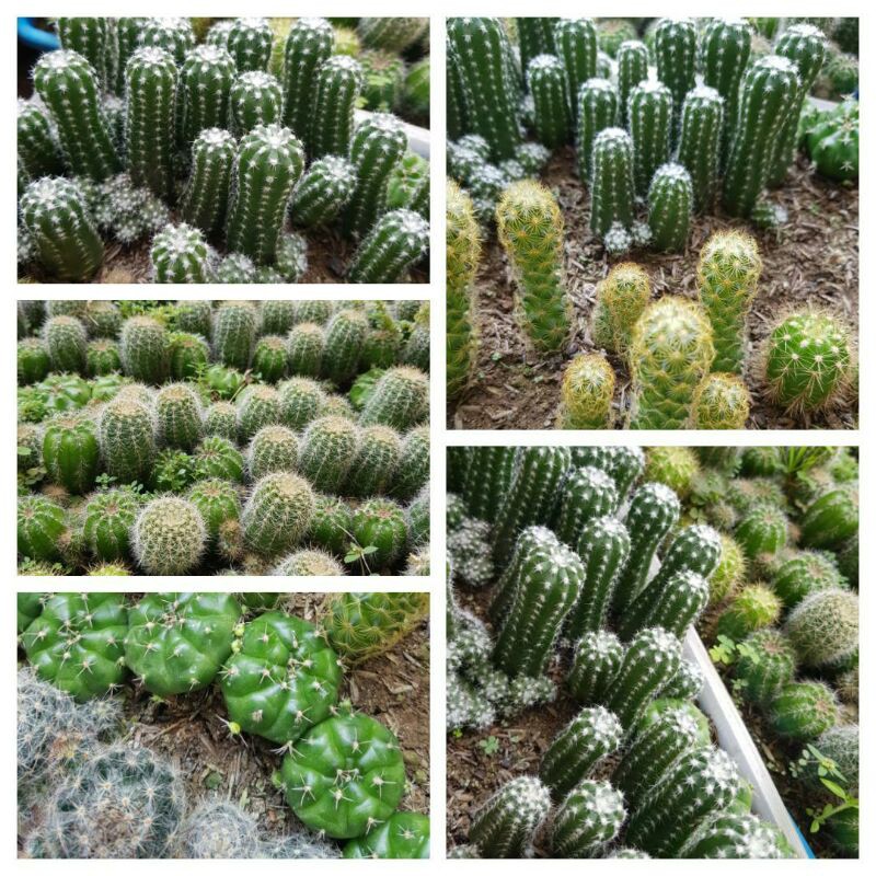 Paket hemat 4 jenis kaktus mammillaria sukulen murah kaktus bibit tanaman sukulen murah bibit bunga
