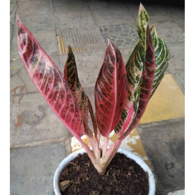 MURAH AGLONEMA RED SUMATRA MUTASI DAUN 7-8