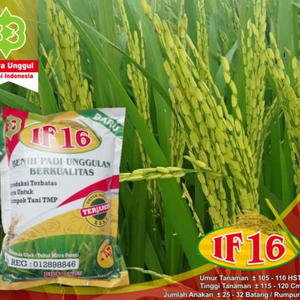 BENIH PADI IF 16 AB2TI