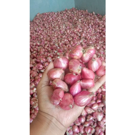 

Bawang Merah Jumbo Bali