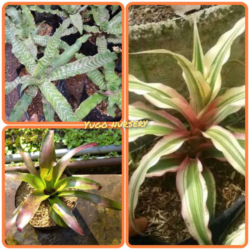 Paket Super murah Bromelia Tokek hijau bromel Tricolor bomel pelangi