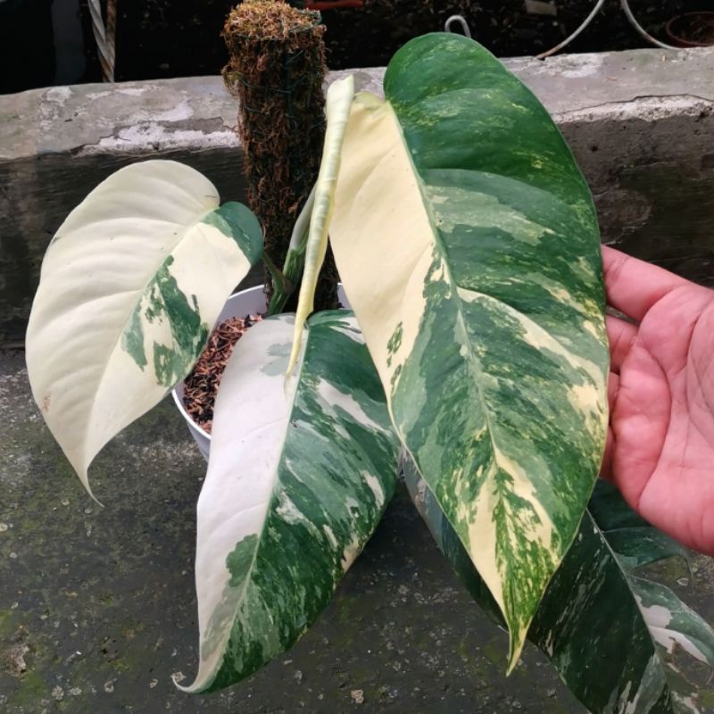 Ekor Naga Varigata | Epipremnum Pinnatum