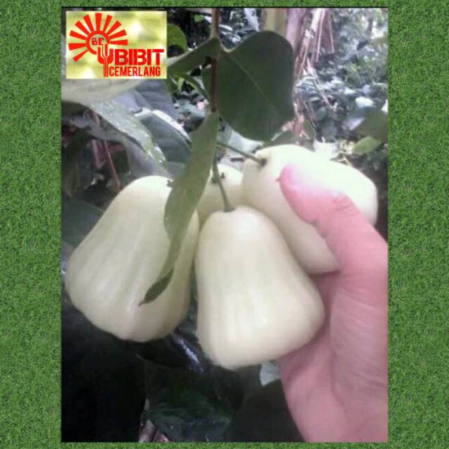 BIBIT JAMBU AIR MADU SUSU