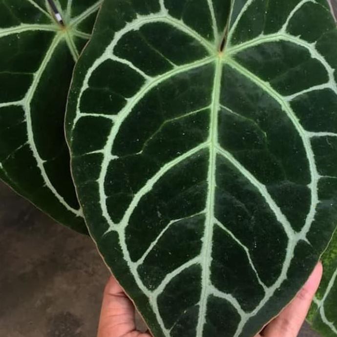 Tanaman Hias Kuping Gajah Daun Besar -Anturium Gajah -Kuping Gajah