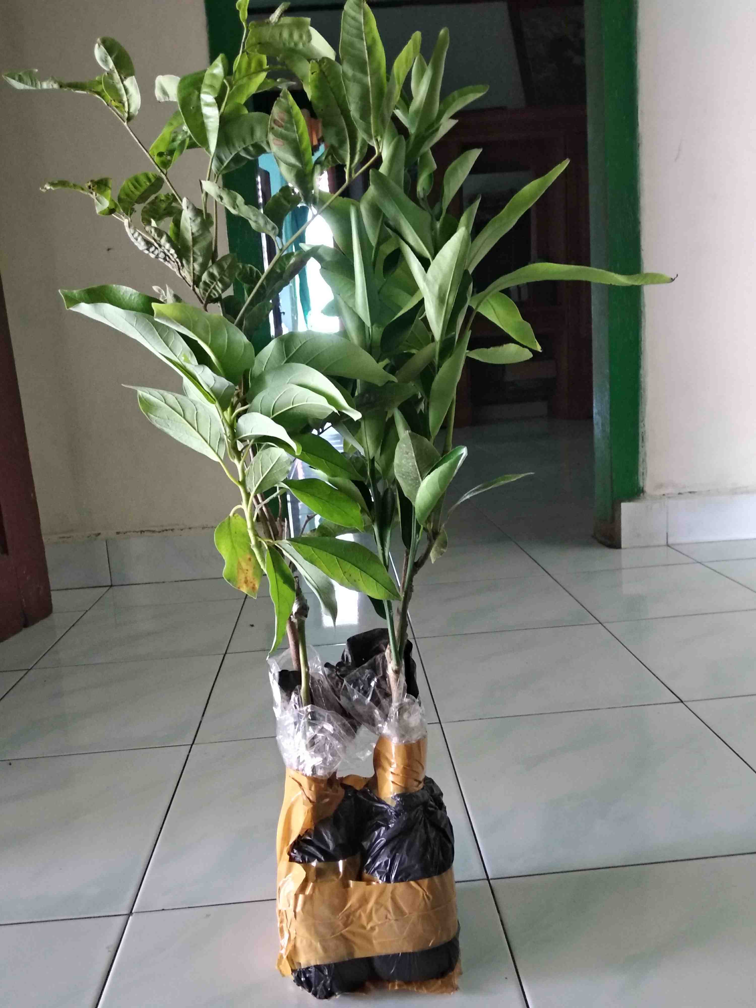 Bibit Alpukat Markus Bibit Alpukat Kendil Bibit Alpukat Superjumbo