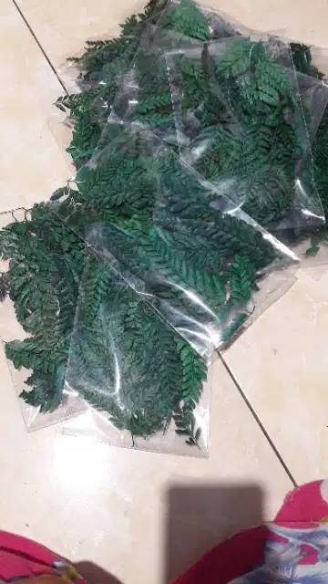 Daun pakis kering  hiasan rustic - driedflower - dekorasi