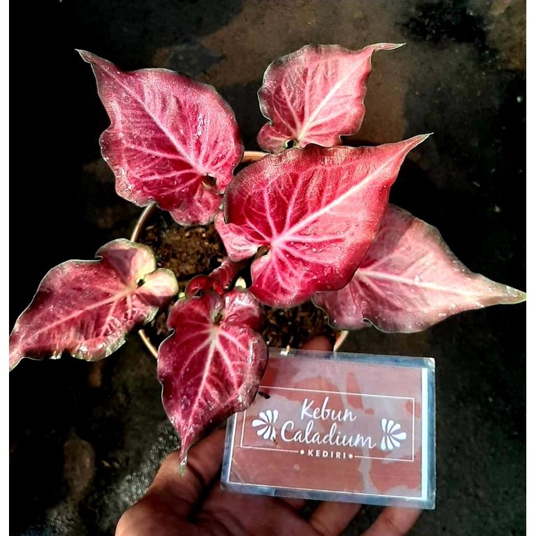 Keladi Pink Ramla / Tanaman Hias Caladium - Keladi Pink Ramla Anakan Murah