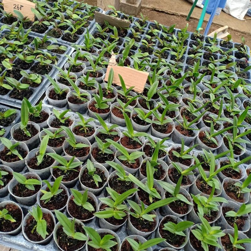 Seedling Vanda Randoom