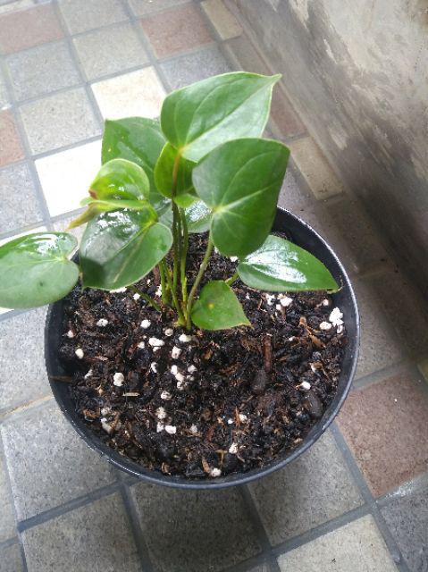 Tanaman Hias Bunga Anthurium  Lady Jane
