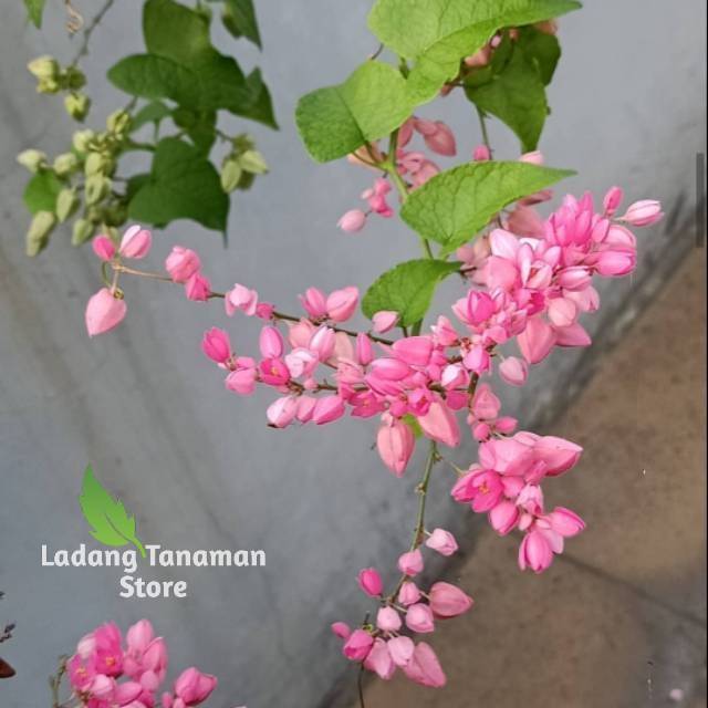 Tanaman rambat air mata pengantin-bunga air mata pengantin