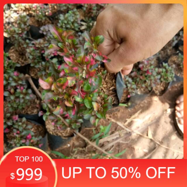 krokot merah - bibit tanaman hias - hiasan taman - pohon krokot