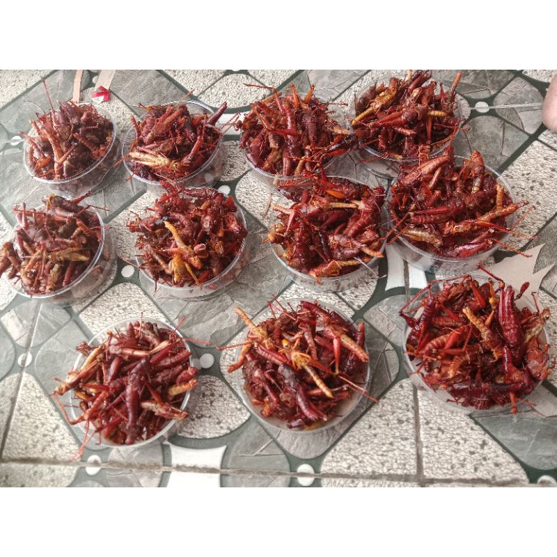 

Belalang besar PAKET HEMAT 5 toples