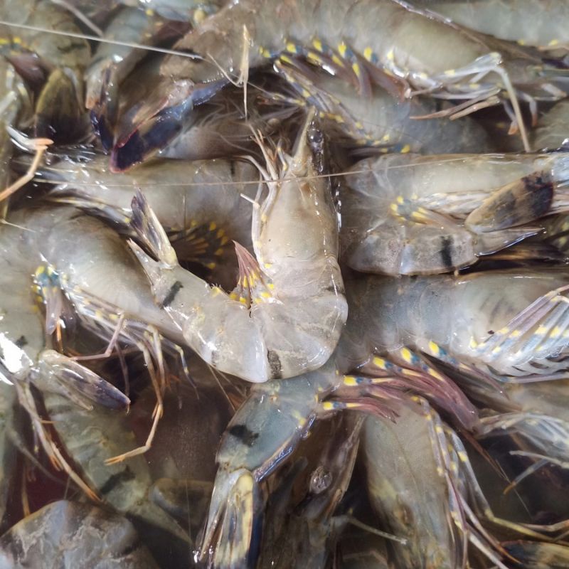 

udang windu fresh