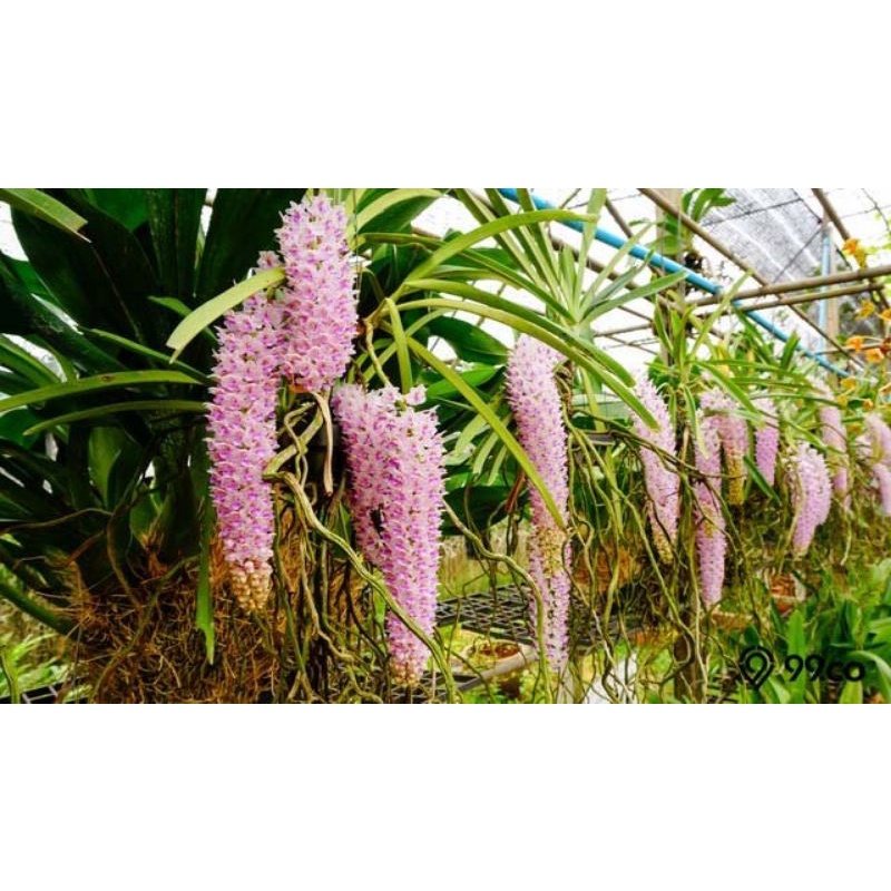 Tanaman Hias Retusa Anggrek Ekor Tupai Anggrek Retusa Ekor Tupai