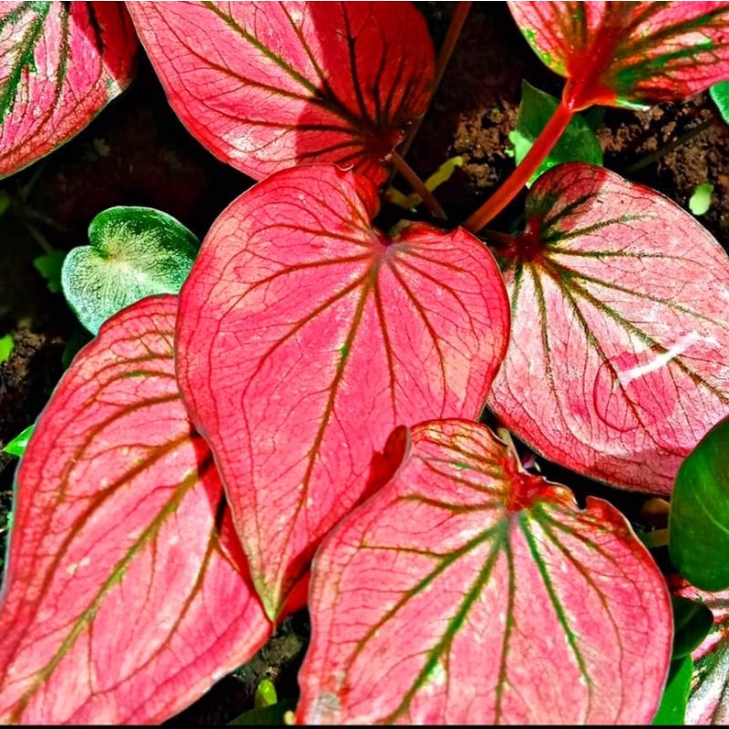 Caladium Infinity/ bunga keladi / tanaman hias keladi murah / tanaman keladi hidup / caladium thaila