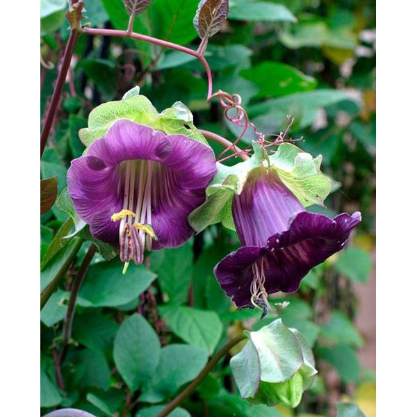 Benih Bibit Biji - Cobaea Scandens Cav. Cup and Saucer Vine Bunga Lonceng Katedral Seeds - IMPORT