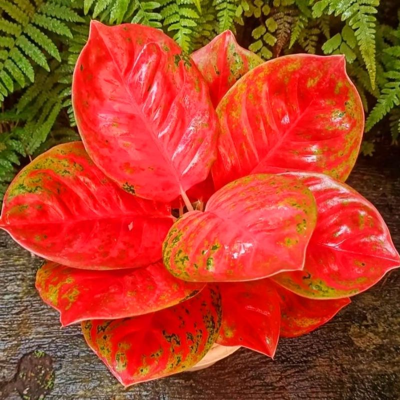 Aglonema Wulandari Tanaman Hias Bunga Aglaonema Murah Merah BUKAN bonggol bibit - tanaman hias hidup