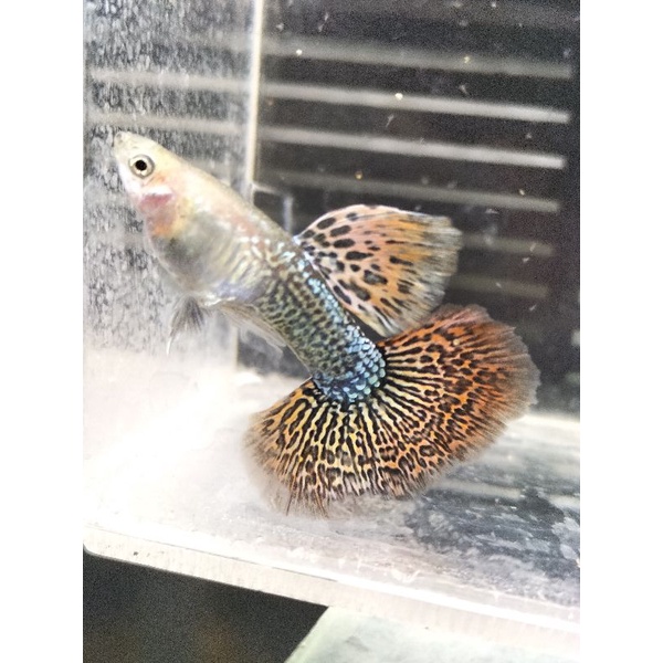 Guppy Red Dragon Halfmoon (sepasang/pair)