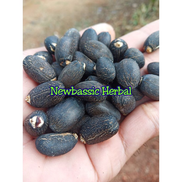 

50 butir biji jarak kupas alami herbal