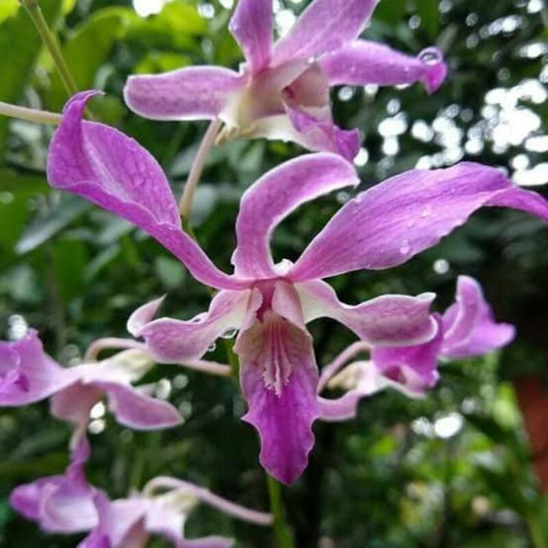 Anggrek Dendrobium superbiens