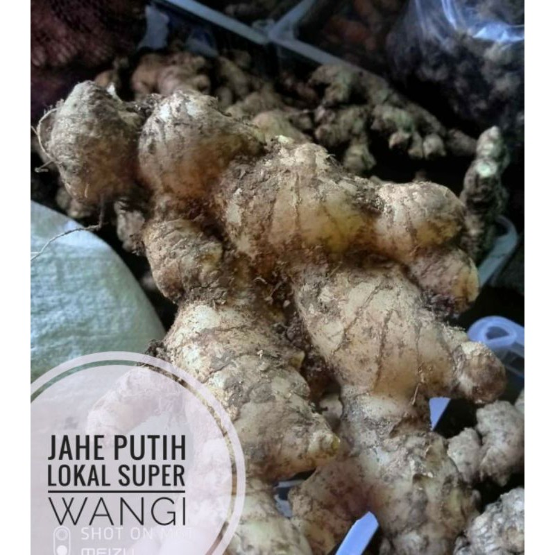 

JAHE PUTIH LOKAL SUPER