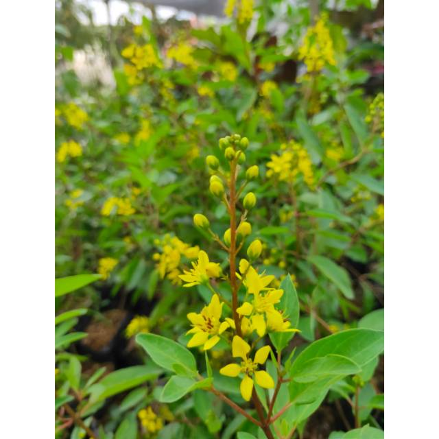 Tanaman hias hujan emas - hujan emas - hujan mas - pohon hujan mas - pohon hujan emas