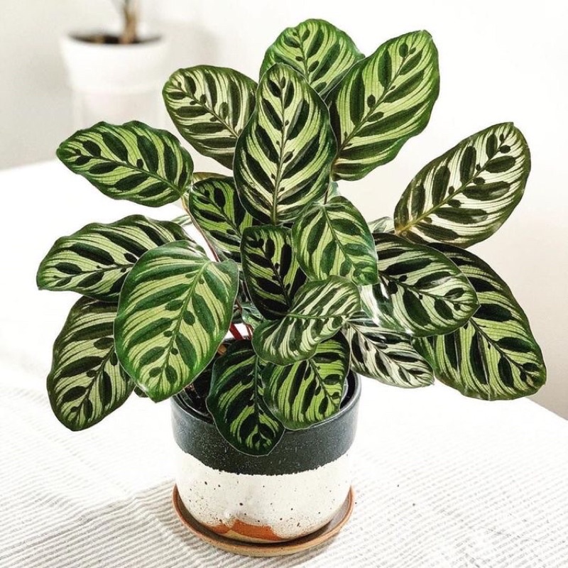 Tanaman Hias Calathea Makoyana Sepat Bunga Hias Calatea Sepat Daun Indoor Hidup Besar Rimbun Kembang