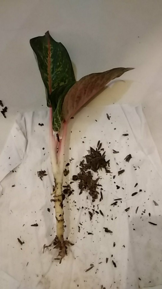 Bunga Aglonema Hot Lady
