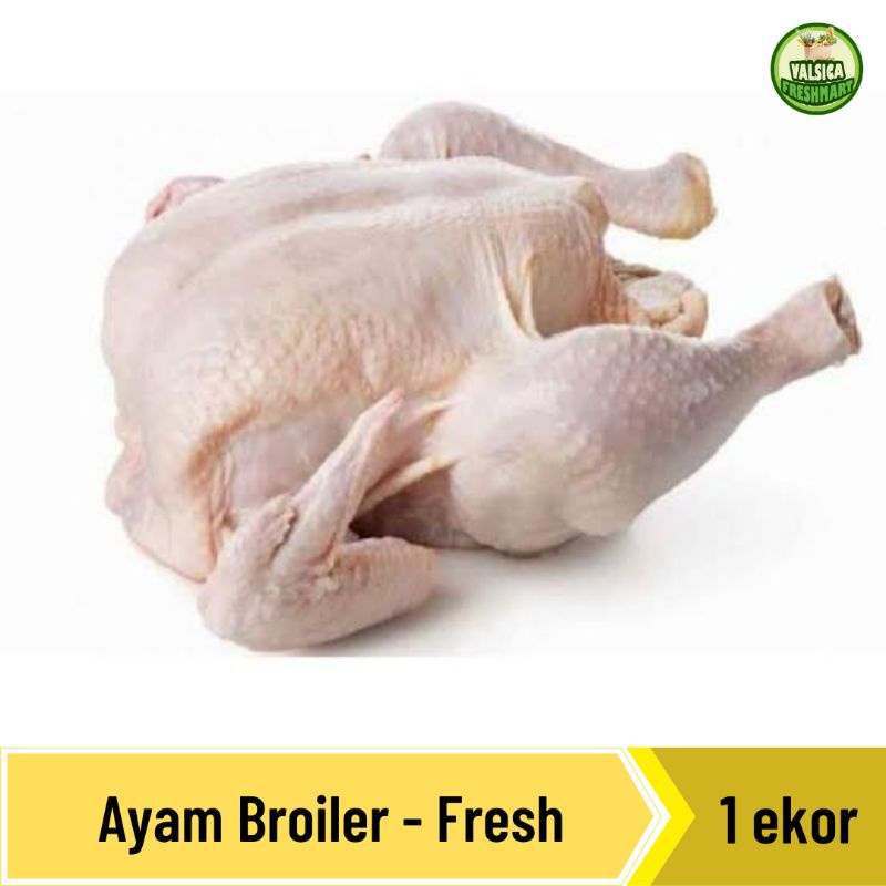 

Ayam Broiler Fresh - per ekor