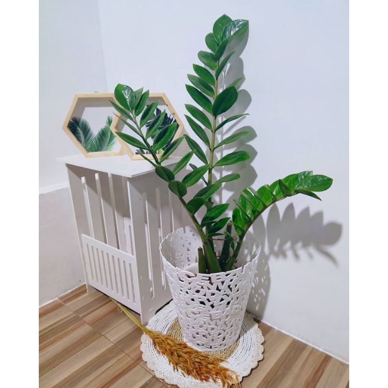 Tanaman hias dolar zamiae - hiasan taman - tanaman dolar.