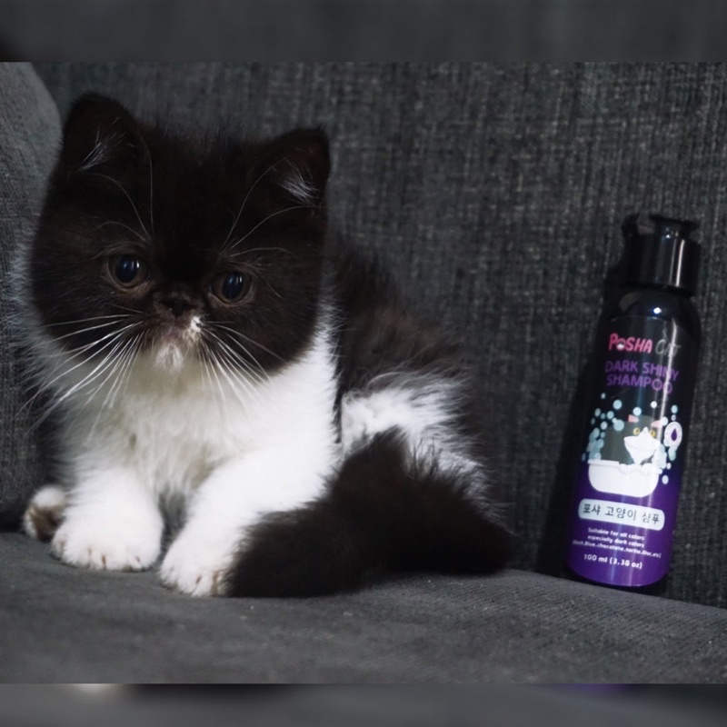 Posha_cat Dark shiny shampoo kucing | shampo kucing warna gelap | atasi kusam | shampo kucing hitam