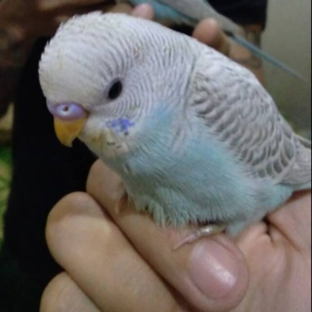 38++ Harga burung nuri pelangi jinak terupdate