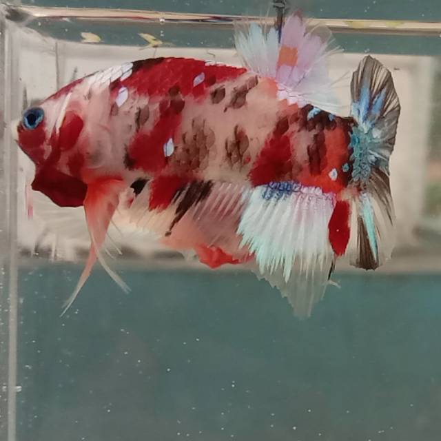 

Cupang Koi multicolor