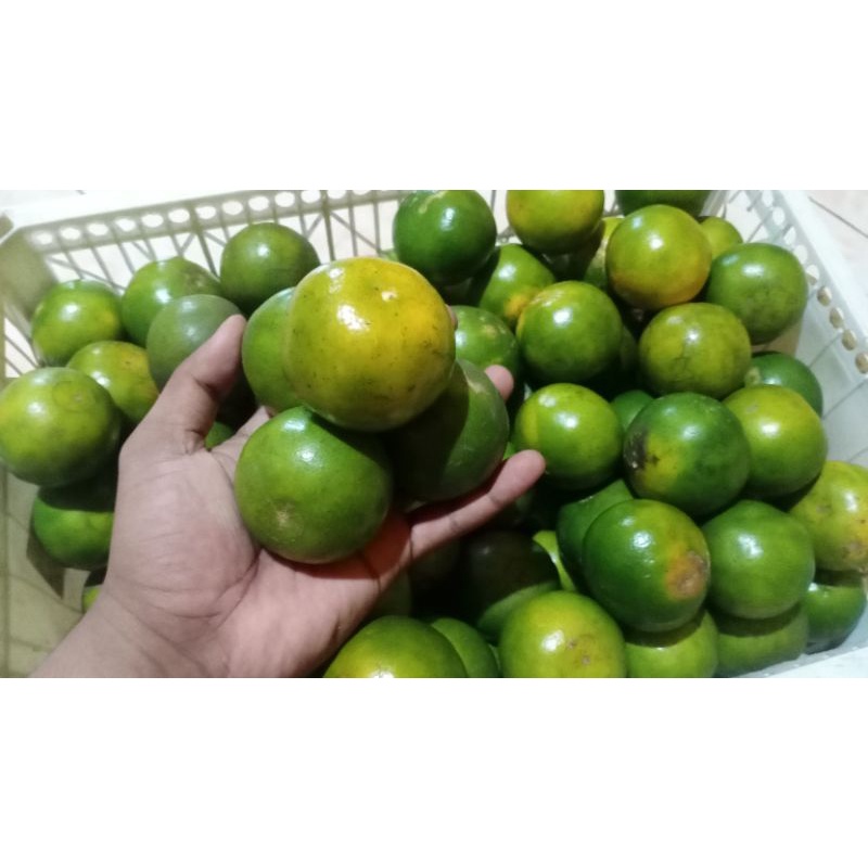 

Jeruk Jember Ukuran Sedang 1KG (REGULER & KARGO)