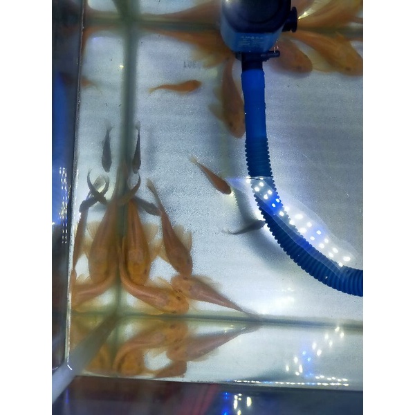 ikan Sapu sapu albino / ikan Hias pembersih aquarium sapu sapu albino