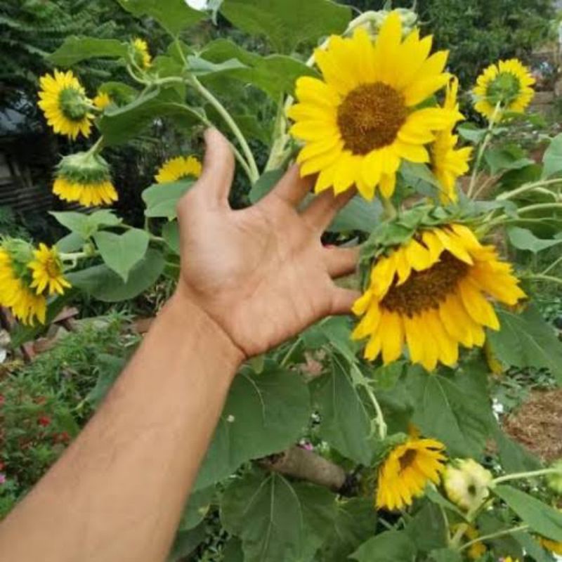 Bibit Bunga Matahari Jumbo Siap Berbunga MURAH ASLI