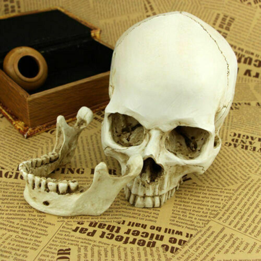 TOP Kepala Tengkorak Model Life-Size1:1 Anatomi Skeleton Head