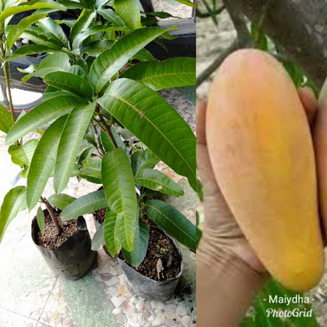 Mangga chokanan