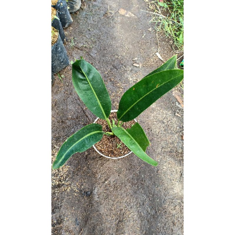 Tanaman Anthurium Golok / Wildenowii