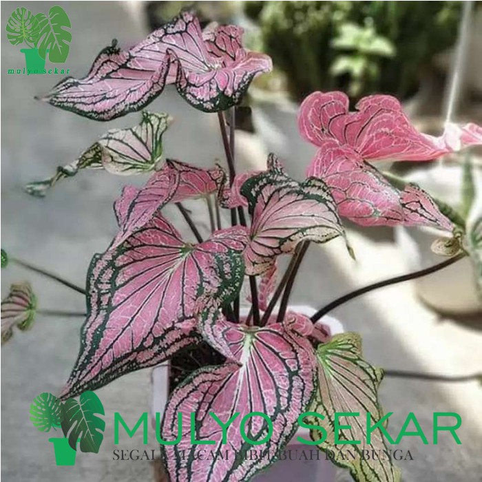 Tanaman Keladi Wayang - Caladium Murah -Indoor