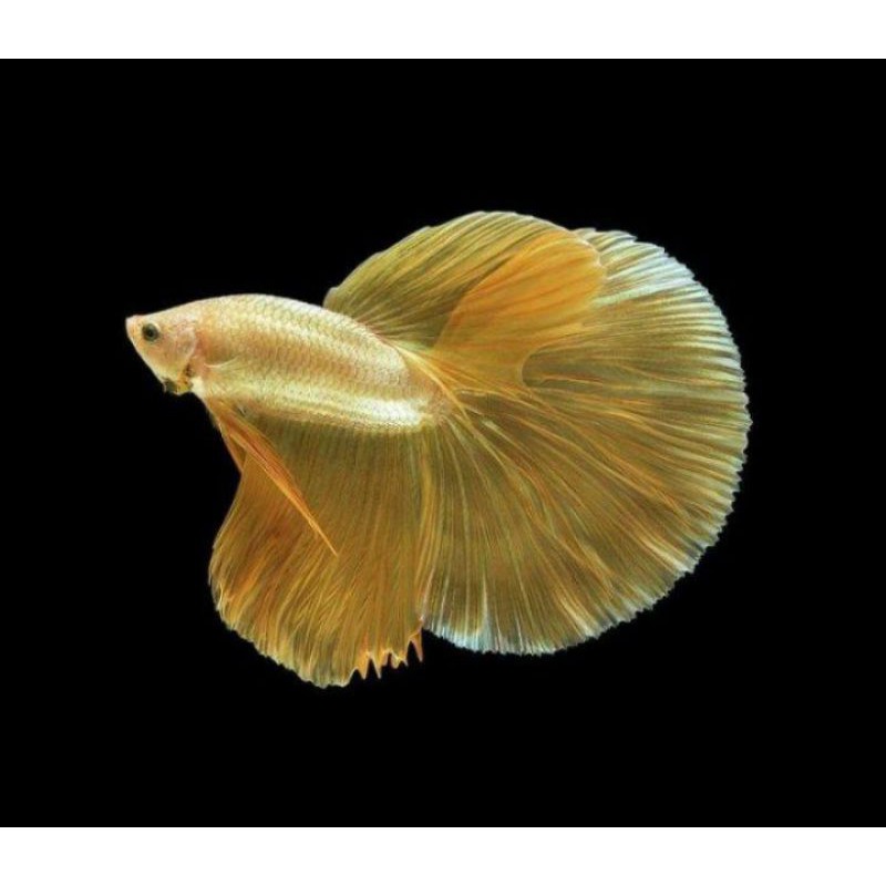 PROMO IKAN CUPANG HALFMOON ANAKAN BELI 4 GRATIS 1