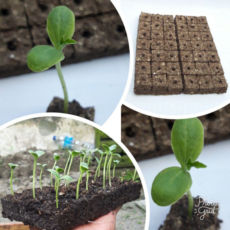 Media Semai COCOPEAT 90% isi 45lobang Semai Benih Cabe Terong Tomat