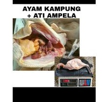 ayam kampung + ati ampela 1kg