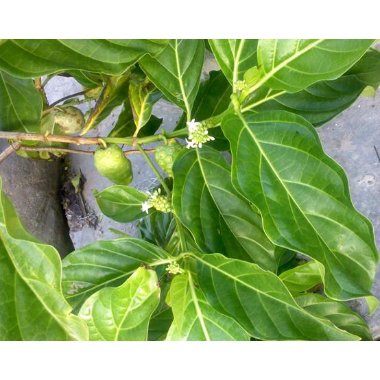 

Daun Mengkudu ( Per Helai ) Tokabkbek33 Berkualitas