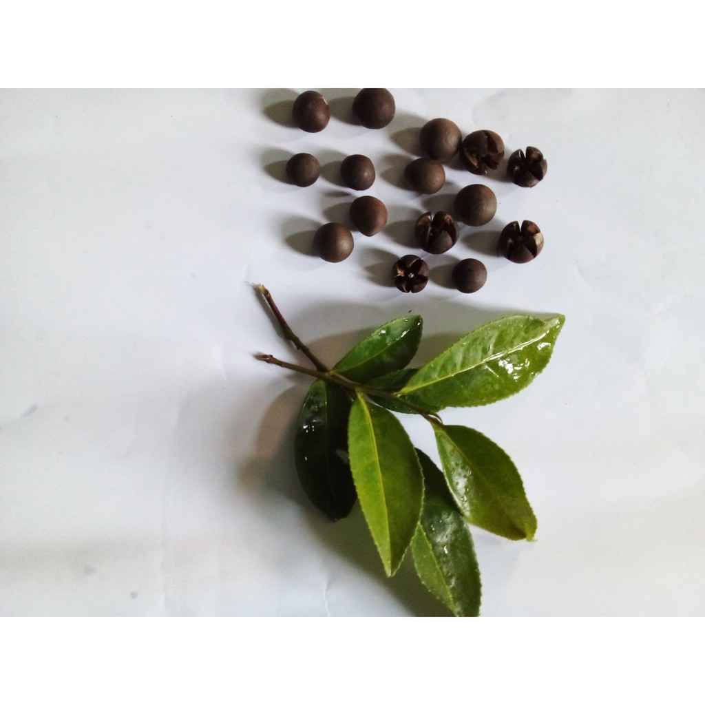 BIBIT TEH HIJAU ASLI TARAJU TASIKMALAYA(BIJI) bibit murah