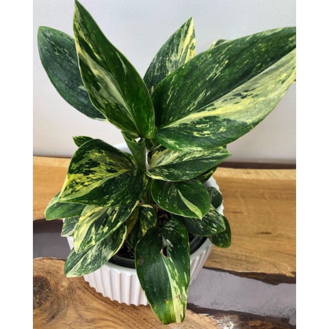 Philodendron Monstera Standlyana Variegata Kuning