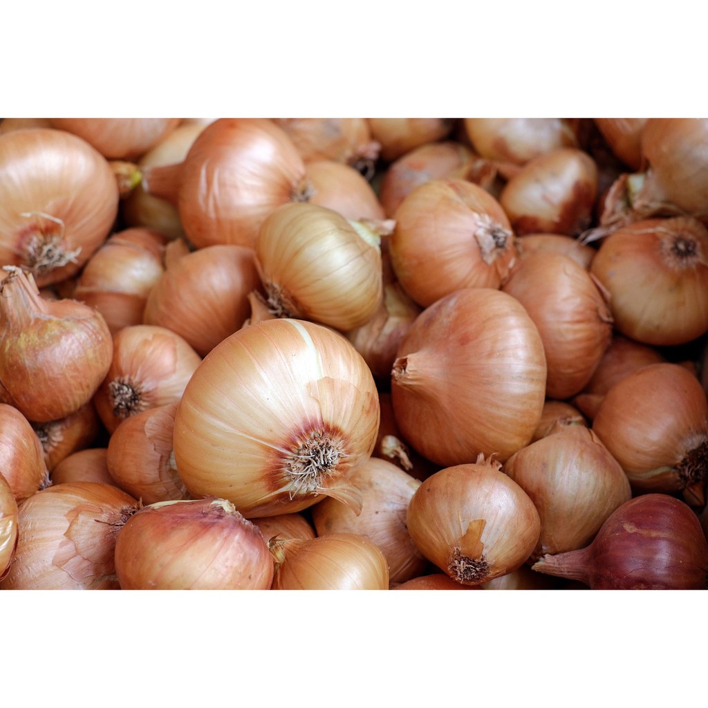

Bawang Bombay Segar [ 500gr ]