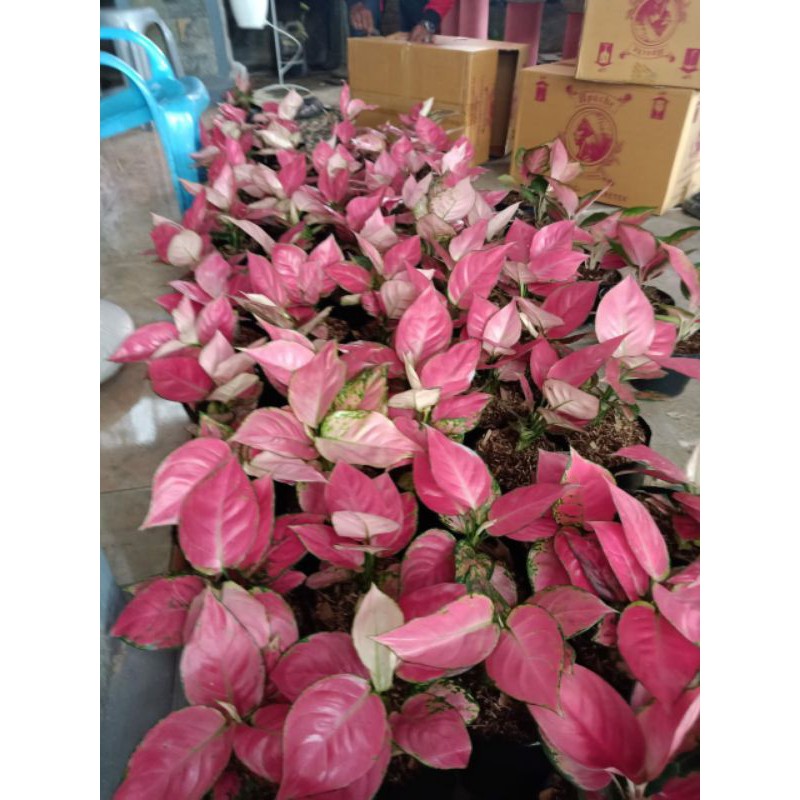AGLONEMA PINK ANJAMANI CATRINA JUMBO AGLONEMA PINK CATRINA DEWASA