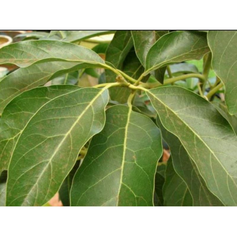 

30 Lembar Daun Alpukat Obat Herbal