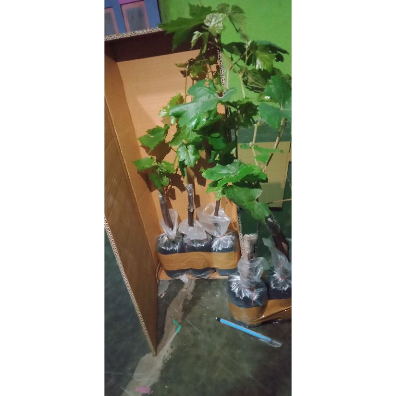 Banting Harga Bibit Redromance GREW1QQce5ElQp